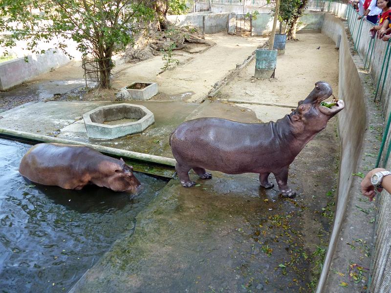 Burma III-031-Seib-2014.jpg - Hippopotamus (Photo by Roland Seib)